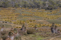 Richea pandanifolia, photograph (c) Barry Stewart, some rights reserved (CC BY)