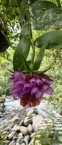 Elleanthus capitatus