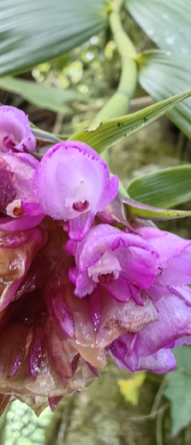 Elleanthus capitatus, photograph 2