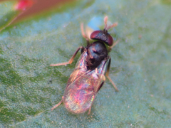 Aphelinidae