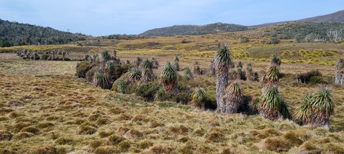 Richea pandanifolia, photograph 3