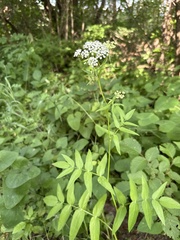 Sium sisarum, photograph (c) Stanislav Murashkin, some rights reserved (CC BY)
