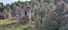 Richea pandanifolia, photograph (c) Barry Stewart, some rights reserved (CC BY)