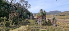 Richea pandanifolia
