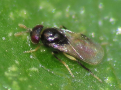 Aphelinidae