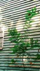 Anadenanthera colubrina cebil