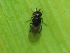 Chalcidoidea