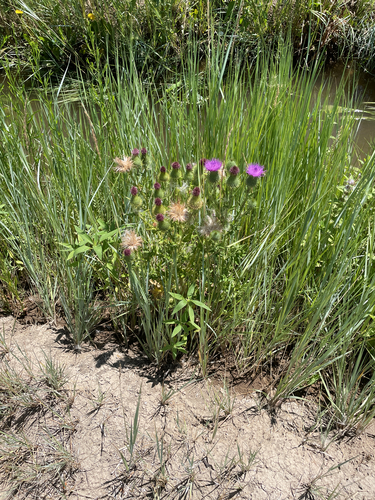 Bull Thistle