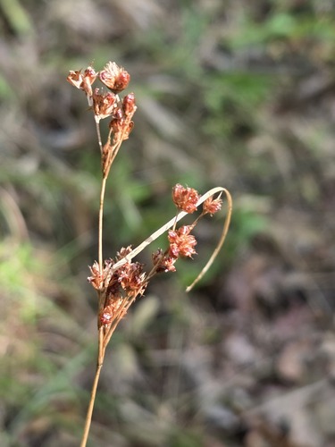 Juncus marginatus, photograph 4