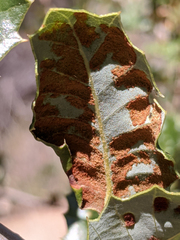 Aceria mackiei