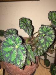 Begonia bowerae