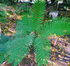 Anadenanthera colubrina cebil