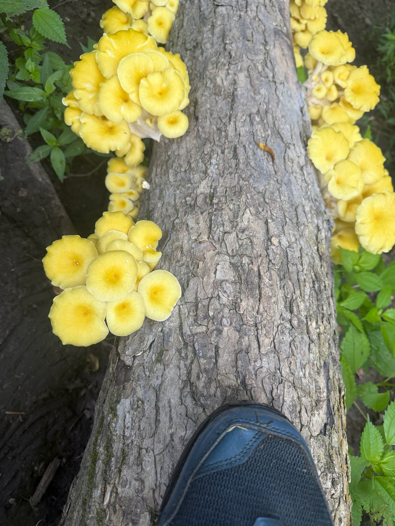 Golden Oyster Mushroom · July 2026 · photo: Photo: (c) Matt Benotsch, some rights reserved (CC BY) · iNaturalist