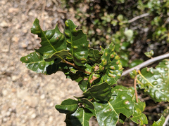Aceria mackiei