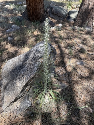Oreocarya virgata, photograph 4