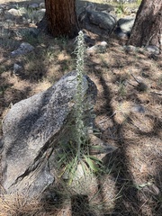Oreocarya virgata, photograph (c) cromulo, some rights reserved (CC BY)