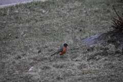 Turdus migratorius image