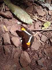 Adelpha malea goyama