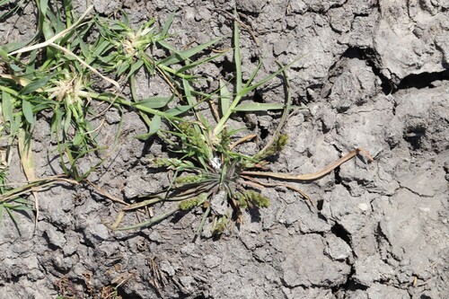 Sparse-flowered Plantain