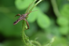 Meropachyini