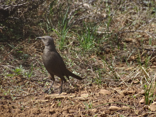 iNaturalist observation photo of Brewer's Blackbird
