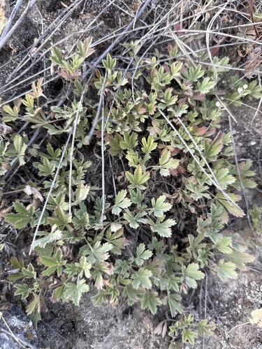 Potentilla incana, photograph 5