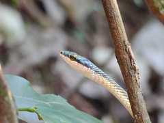 Leptophis ahaetulla marginatus