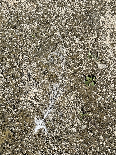 Plume de Grande Aigrette