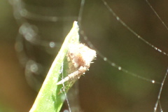 Araneus bispinosus