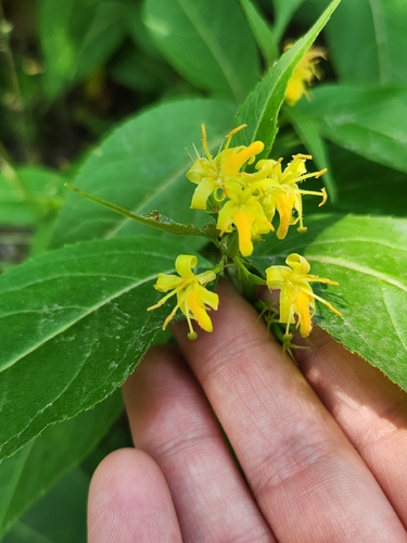 northern bush honeysuckle