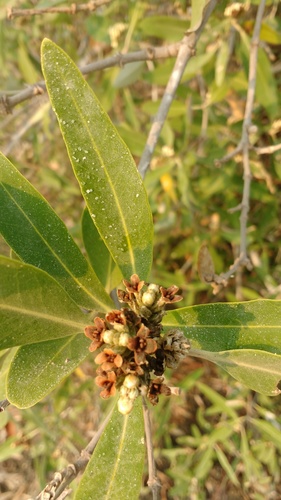 black mangrove (Avicennia germinans)