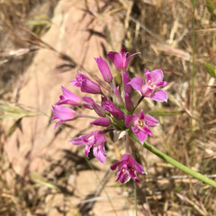Allium crispum