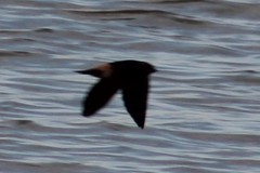 Petrochelidon pyrrhonota