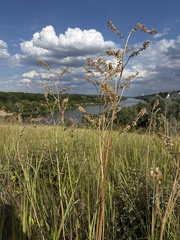 Salvia nutans, photograph (c) Stanislav Murashkin, some rights reserved (CC BY)