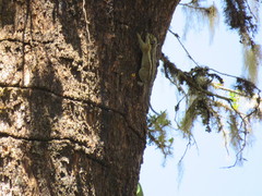 Tamiops mcclellandii