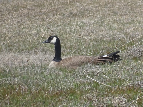 iNaturalist observation photo of Canada Goose
