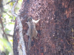 Tamiops mcclellandii