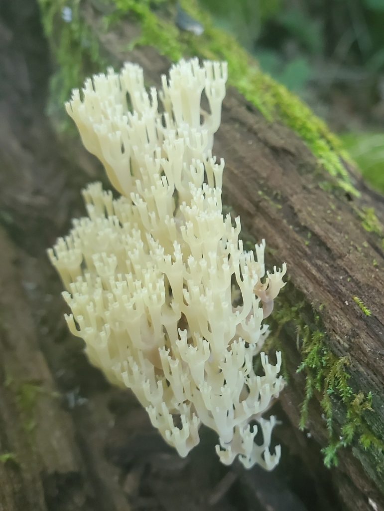 crown-tipped coral fungus · July 2026 · photo: Photo: no rights reserved · iNaturalist