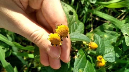 Acmella oleracea