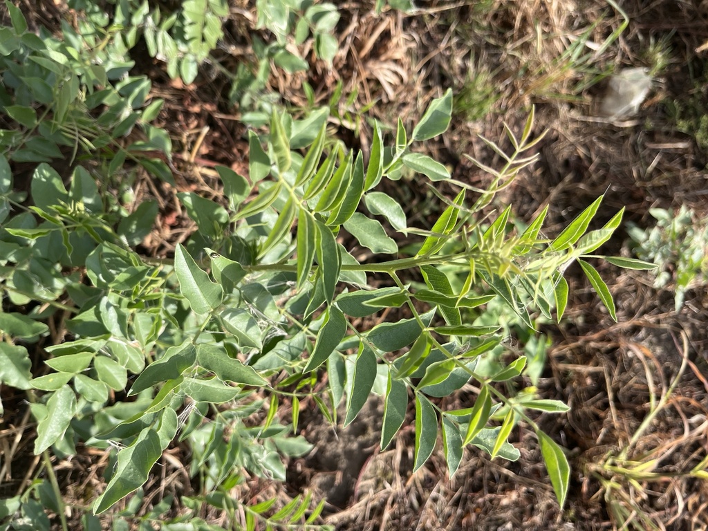 Glycyrrhiza glabra; photograph (c) Наталья Пикалова, some rights reserved (CC BY)