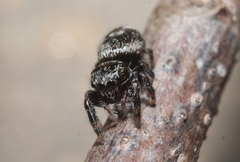 Phidippus putnami