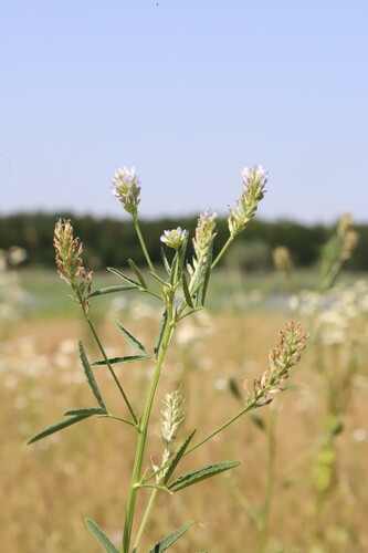 Trigonella procumbens