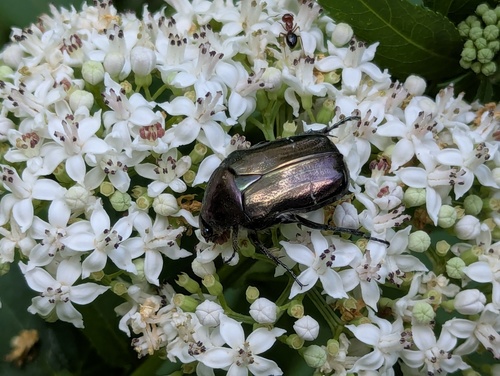 European Rose Chafer
