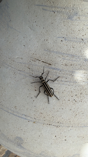Black-striped Blister Beetle