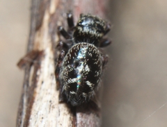 Phidippus putnami