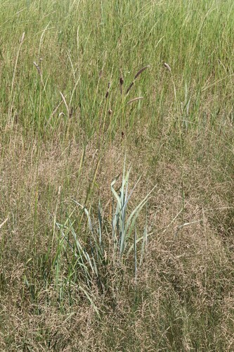 Creeping Foxtail
