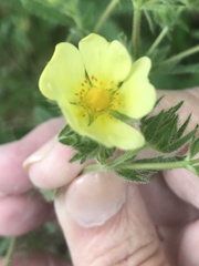 Potentilla recta