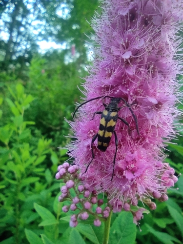 four-banded longhorn beetle