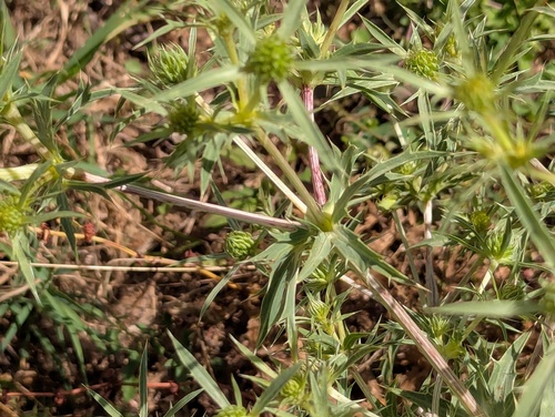 Field Eryngo