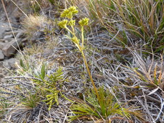 Aciphylla polita